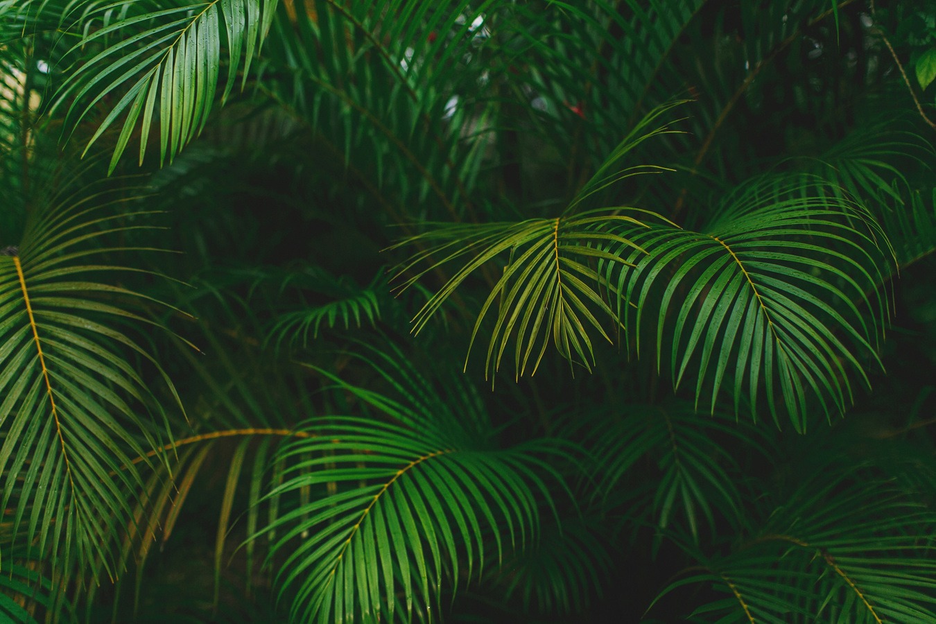 jamaica-wedding-photographer-photos