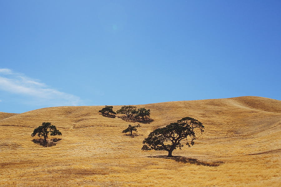 san-francisco-wedding-photographer-photos